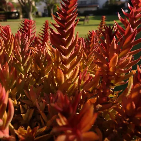 The Summer Haven Polis