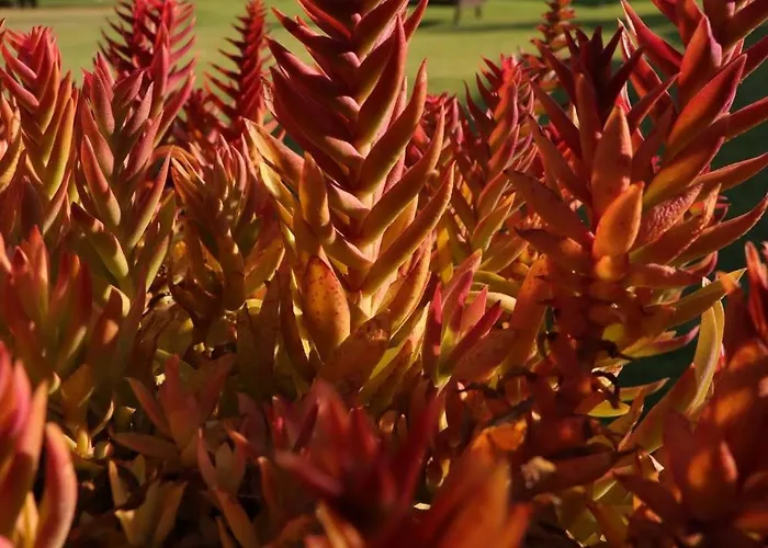 The Summer Haven Polis